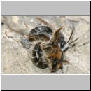 Andrena barbilabris - Sandbiene 08e Paarung 10mm OS-Wallenhorst-Waldlichtung.jpg